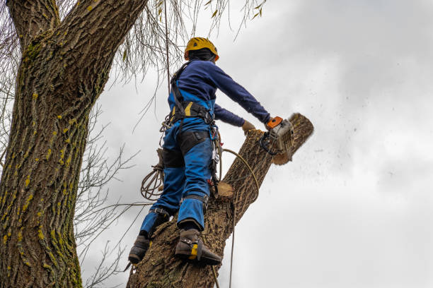 How Our Tree Care Process Works  in  Penryn, CA